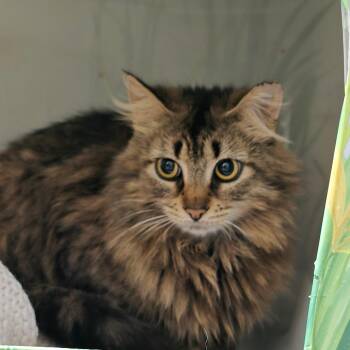Sassy -  Domestic Medium Hair Cat for Adoption in Goshen, Indiana - Sassy | PetCurious