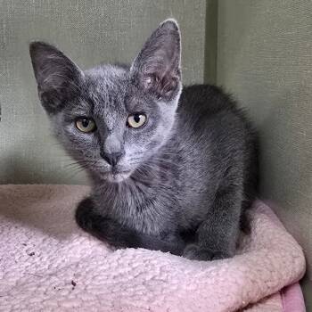 Rescue Domestic Short Hair Cats for Adoption in Denver, Colorado - YoYo "Dot" Houston | PetCurious