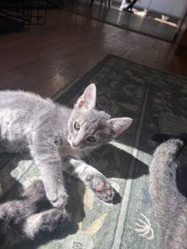 Dusty Miller -  Domestic Short Hair Cat for Adoption in Topeka, Kansas - Dusty Miller | PetCurious