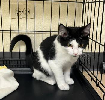 Domestic Short Hair Cats Available for Adoption in Shorewood, Illinois - Storm | PetCurious