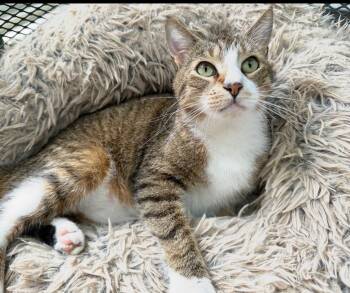 George -  Domestic Short Hair Cat for Adoption in Broomall, Pennsylvania - George | PetCurious