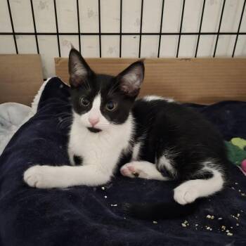 Mochi -  Domestic Medium Hair Cat for Adoption in Lakewood, Colorado - Mochi | PetCurious
