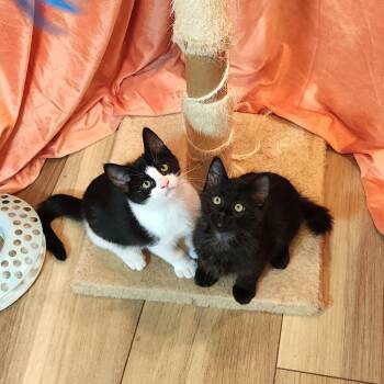 Lil Smokey and Piebaby -  Domestic Short Hair Cat for Adoption in Seattle, Washington - Lil Smokey And Piebaby | PetCurious