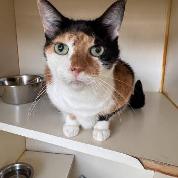 Bellissima -  Domestic Short Hair Cat for Adoption in Mokena, Illinois - Bellissima | PetCurious