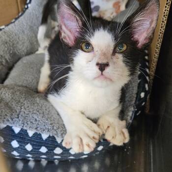 Rescue Domestic Short Hair Cats for Adoption in Midland, Texas - Beck | PetCurious