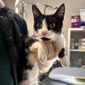 Dragonfly -  Domestic Short Hair Cat for Adoption in Houston, Texas - Dragonfly | PetCurious