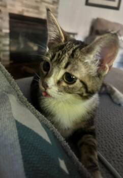 Pan -  Domestic Short Hair Cat for Adoption in Vancouver, Washington - Pan | PetCurious