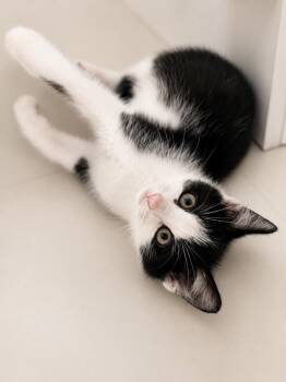 Domestic Short Hair Cats Available for Adoption in Trenton, New Jersey - Dozer | PetCurious
