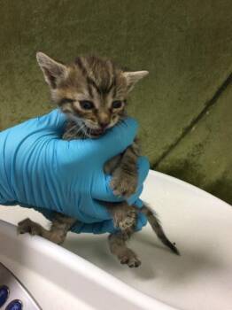 Domestic Short Hair Cats Available for Adoption in Riverside, California - PIKACHU | PetCurious