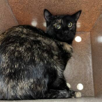 Rescue Domestic Short Hair Cats for Adoption in Lyndhurst, Virginia - SVAS-Stray-37872 | PetCurious