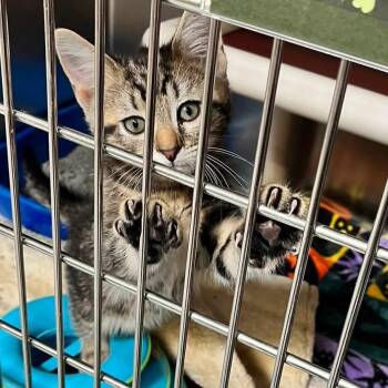 Tchouameni -  Domestic Short Hair Cat for Adoption in Mentor, Ohio - Tchouameni | PetCurious