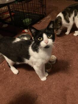 Autumn -  Domestic Short Hair Cat for Adoption in Chatham, Virginia - Autumn | PetCurious