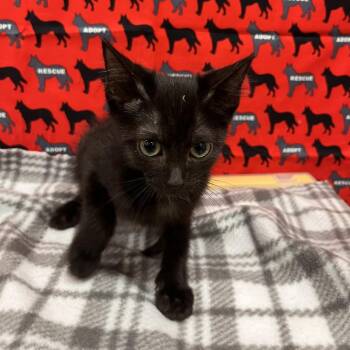 Minnie -  Domestic Short Hair Cat for Adoption in Washburn, Missouri - Minnie | PetCurious