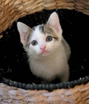 ERIN -  Domestic Short Hair Cat Available for Adoption in St. Peters, Missouri - ERIN | PetCurious