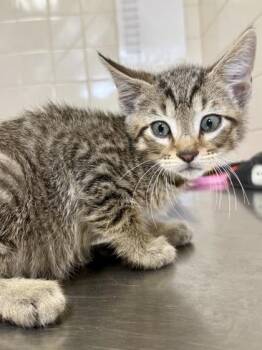 Garrett Graham -  Domestic Short Hair Cat for Adoption in San Antonio, Texas - Garrett Graham | PetCurious