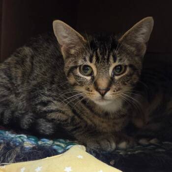 Rebekah -  Domestic Short Hair Cat for Adoption in Ballston Spa, New York - Rebekah | PetCurious