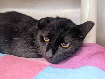Jake -  Domestic Short Hair Cat for Adoption in Springfield, Illinois - Jake | PetCurious