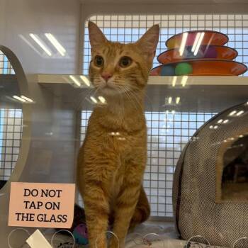 Domestic Short Hair Cats Available for Adoption - Clementine 2 | PetCurious