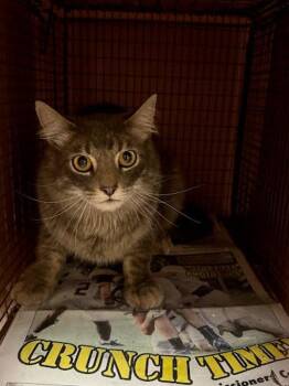 Domestic Medium Hair Cats Available for Adoption - Mustang | PetCurious