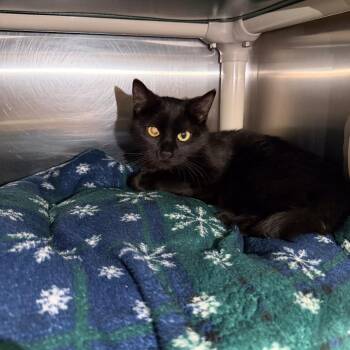 Domestic Short Hair Cats Available for Adoption - Izzy | PetCurious