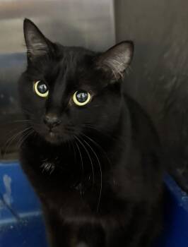Asteria -  Domestic Short Hair Cat Available for Adoption in Raymond, Washington - Asteria | PetCurious