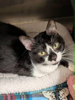 Ramen -  Domestic Short Hair Cat for Adoption in Chambersburg, Pennsylvania - Ramen | PetCurious