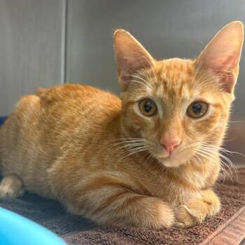 Tigger -  Domestic Short Hair Cat for Adoption in East Hanover, New Jersey - Tigger | PetCurious