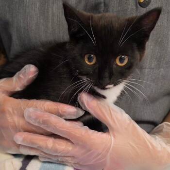 Bepsi -  Domestic Short Hair Cat for Adoption in Newark, New Jersey - Bepsi | PetCurious