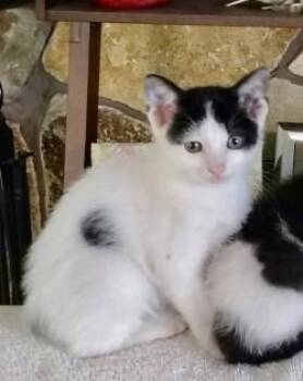 Button -  Domestic Short Hair Cat for Adoption in Gainesville, Florida - Button | PetCurious