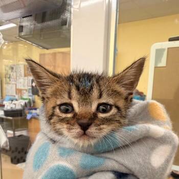 Tidbit -  Domestic Short Hair Cat for Adoption in West Palm Beach, Florida - Tidbit | PetCurious