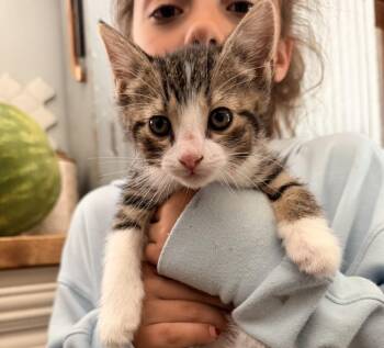 Iva -  Domestic Short Hair Cat Available for Adoption in Poplar Grove, Illinois - Iva | PetCurious