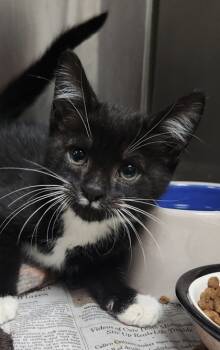 Rescue Domestic Short Hair Cats for Adoption in Spartanburg, South Carolina - Oreo | PetCurious