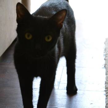 Marvina -  Domestic Short Hair Cat for Adoption in Columbia, Missouri - Marvina | PetCurious