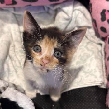Chilli -  Domestic Short Hair Cat for Adoption in Abilene, Texas - Chilli | PetCurious