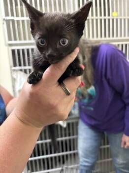 Puma -  Domestic Short Hair Cat for Adoption in Divide, Colorado - Puma | PetCurious