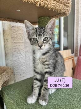 JJ -  Domestic Short Hair and Tabby Cat for Adoption in Vacaville, California - JJ | PetCurious