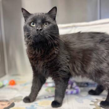 Domestic Long Hair Cats Available for Adoption - Zoro | PetCurious