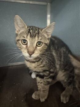 Emerson -  Domestic Short Hair Cat for Adoption in Milltown, New Jersey - Emerson | PetCurious