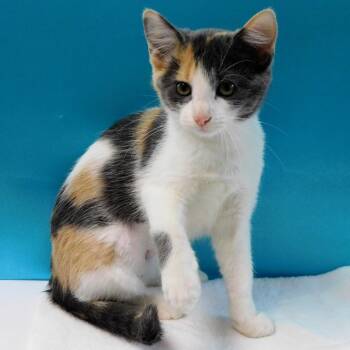 Lexi -  Domestic Short Hair Cat for Adoption in Canton, Illinois - Lexi | PetCurious