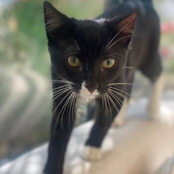 Gravy Bobby -  Domestic Short Hair Cat for Adoption in Chesapeake, Virginia - Gravy Bobby | PetCurious