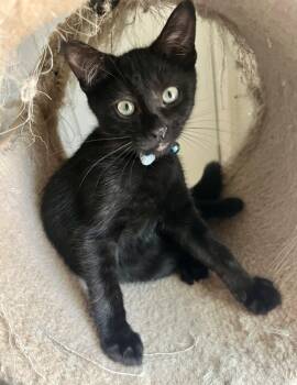 Rambo -  Domestic Short Hair Cat for Adoption in Lancaster, California - Rambo | PetCurious