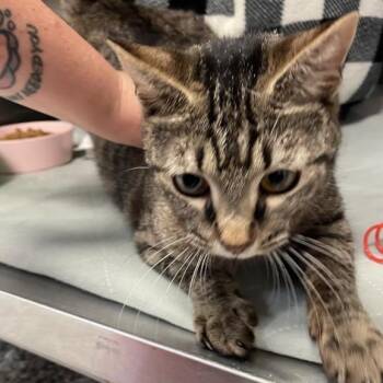 Domestic Short Hair Cats Available for Adoption in Port Charlotte, Florida - Honey | PetCurious