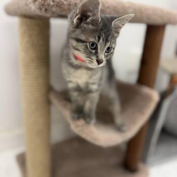 Quest -  Domestic Short Hair Cat for Adoption in Portage, Michigan - Quest | PetCurious