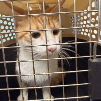 Norman -  Domestic Short Hair Cat for Adoption in Columbus, North Carolina - Norman | PetCurious
