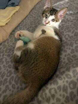 Benny -  Domestic Medium Hair Cat for Adoption in Peterborough, New Hampshire - Benny | PetCurious