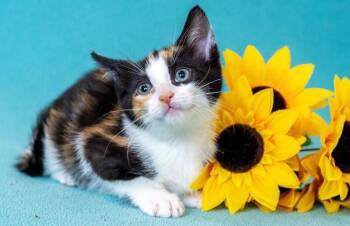 Mosaic -  Domestic Short Hair Cat for Adoption in North Babylon, New York - Mosaic | PetCurious