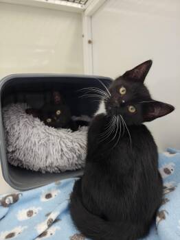 Andy & Chester (Bonded) -  Domestic Short Hair Cat for Adoption in Oconto, Wisconsin - Andy & Chester (Bonded) | PetCurious