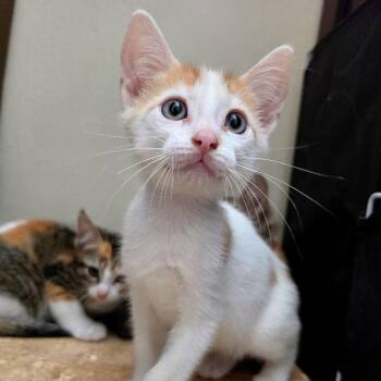 Hot Dog -  Domestic Short Hair Cat for Adoption in Fort Worth, Texas - Hot Dog | PetCurious