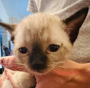 Mads -  Domestic Short Hair Cat for Adoption in Cloquet, Minnesota - Mads | PetCurious