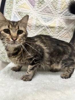 Domestic Short Hair Cats Available for Adoption in Fort Worth, Texas - Darling Diesel | PetCurious